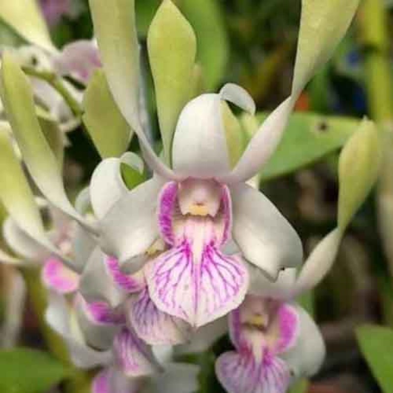 DENDROBIUM RABBIT GREEN BOY(MATURE PLANTS)