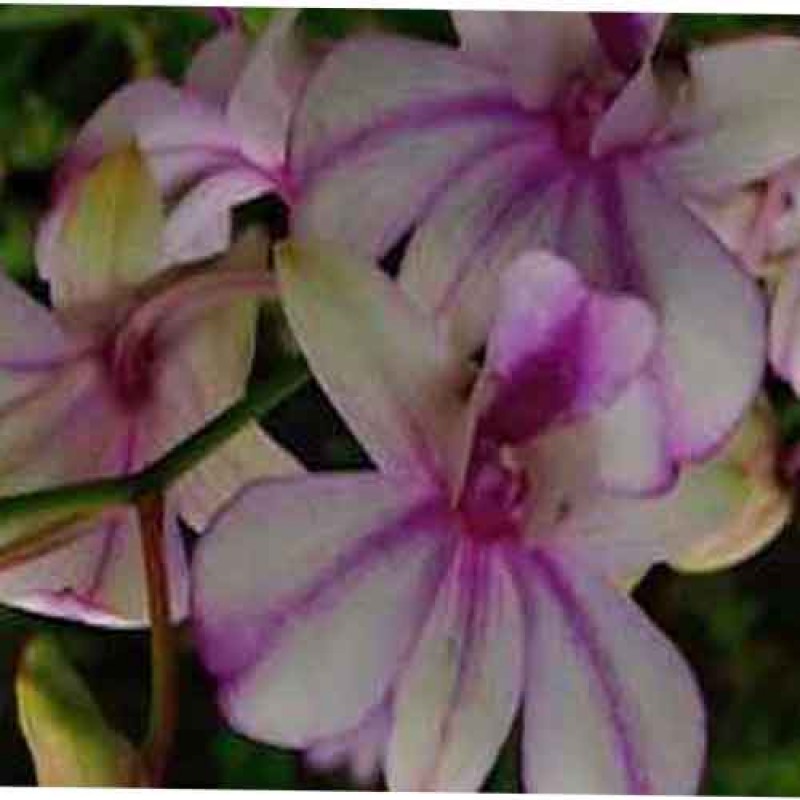 DENDROBIUM POPEYE(MATURE PLANT)