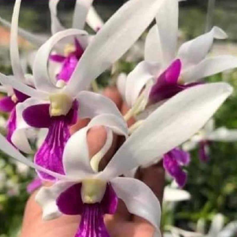 DENDROBIUM - MEESANGNIL