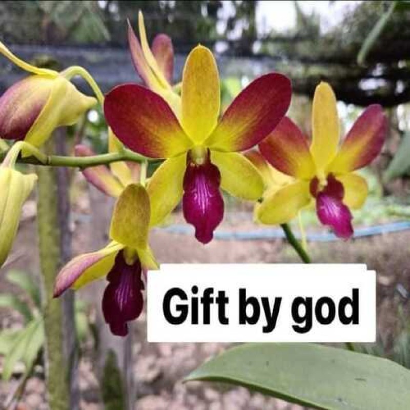 DENDROBIUM SEEDLING-GIFT BY GOD