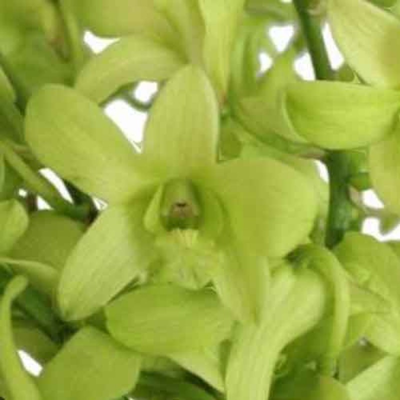 DENDROBIUM GREEN #263