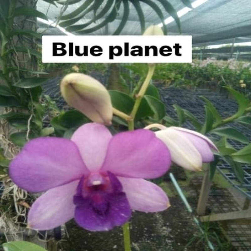 DENDROBIUM SEEDLING - BLUE PLANET