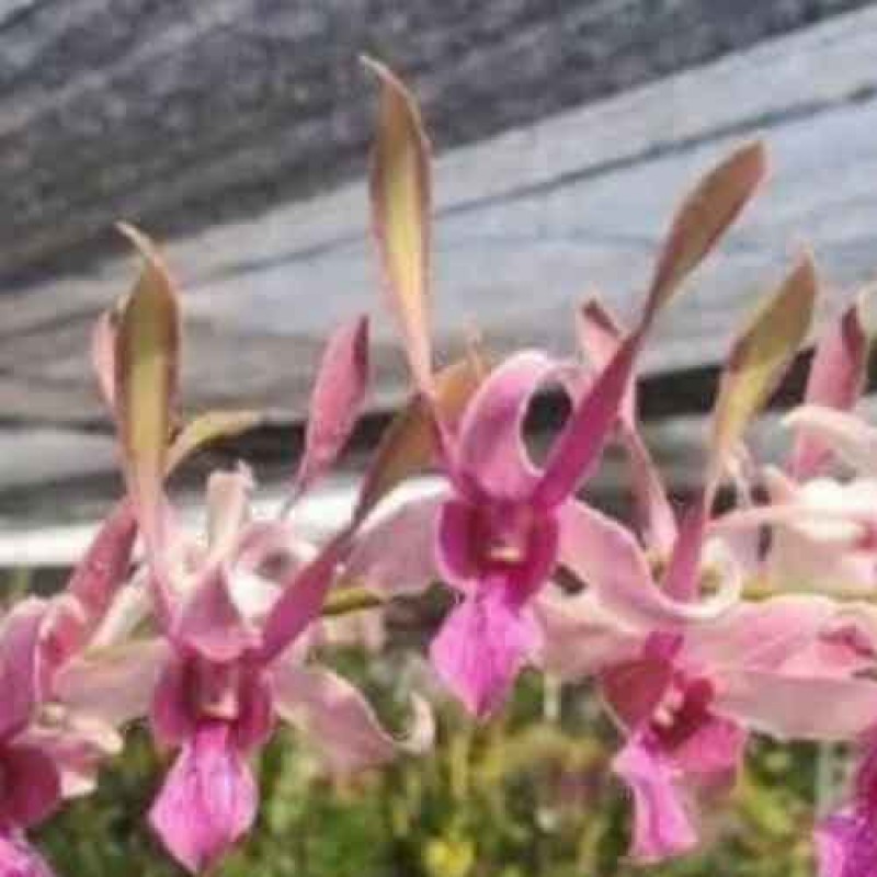 DENDROBIUM RABBIT SRIMA 135 (MATURE PLANT)