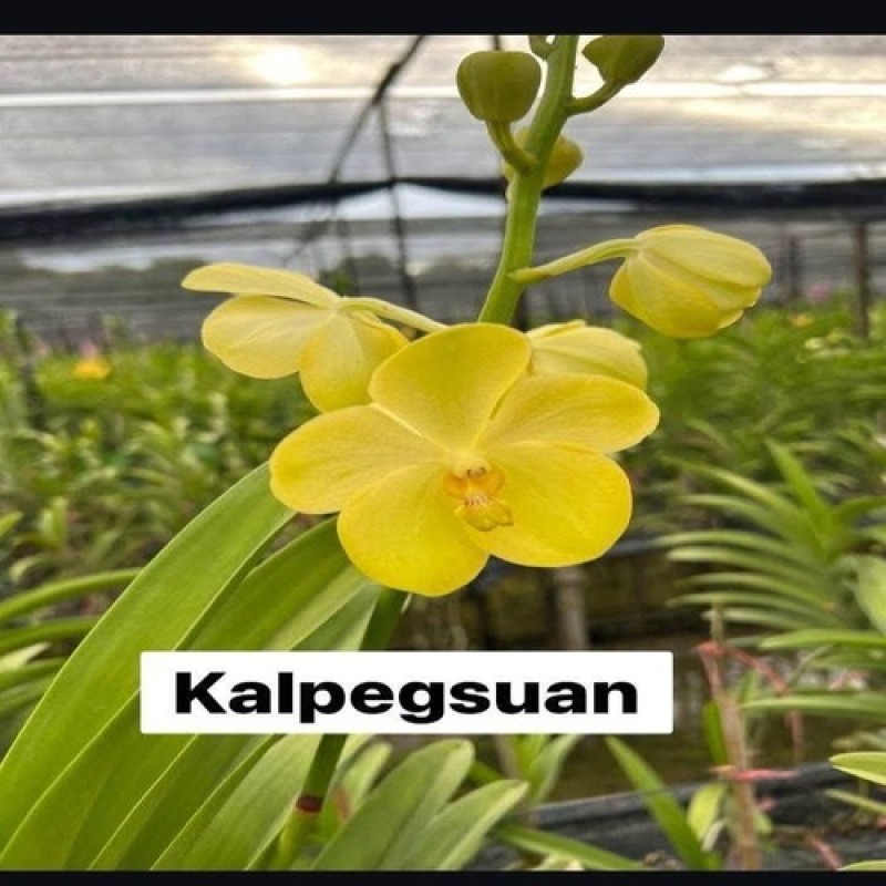 KALPEGSUAN(TC)