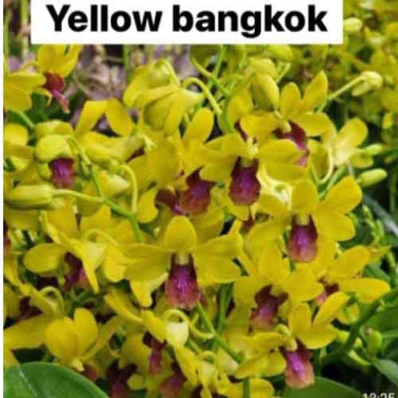 DENDROBIUM YELLOW BANGKOK (MATURE PLANT)