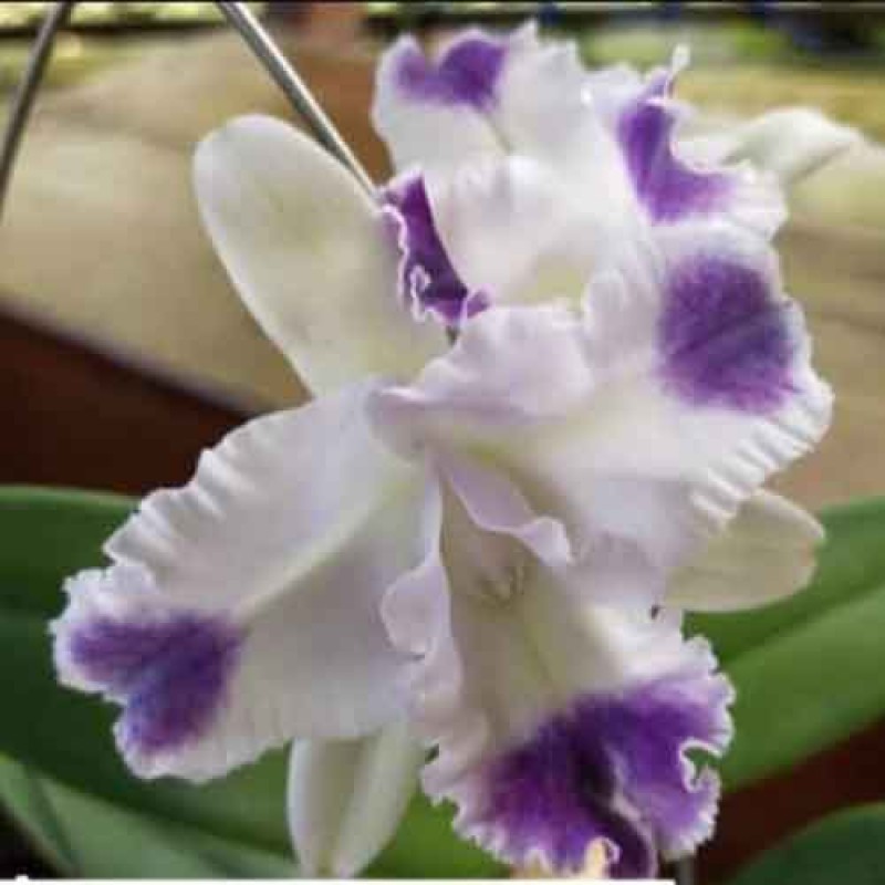 CATTLEYA  ANGELA VAR COERULEA AGUINI