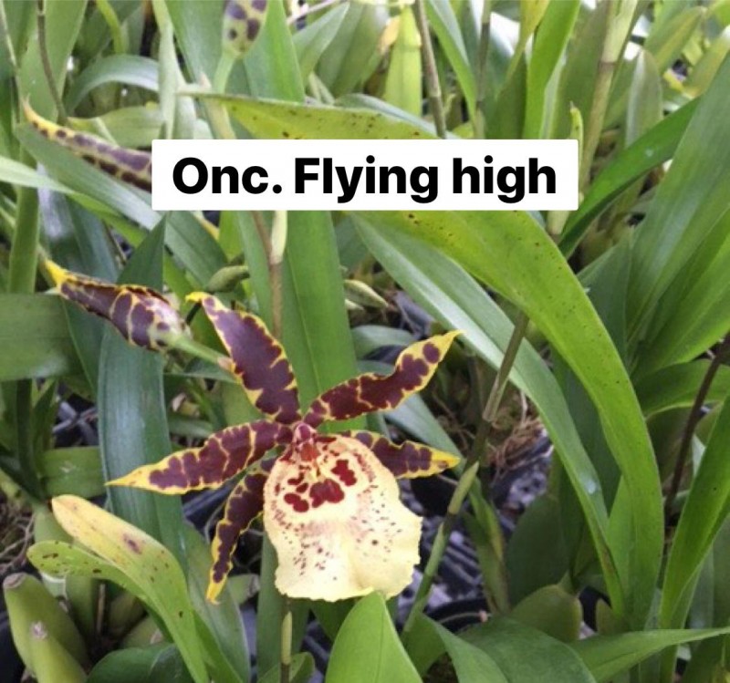 ONC FLYING HIGH (SEEDLING)