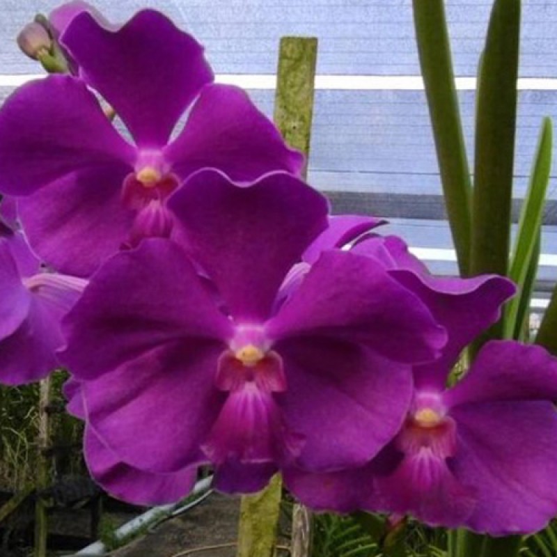 SUN VANDA - WEERA BLUE