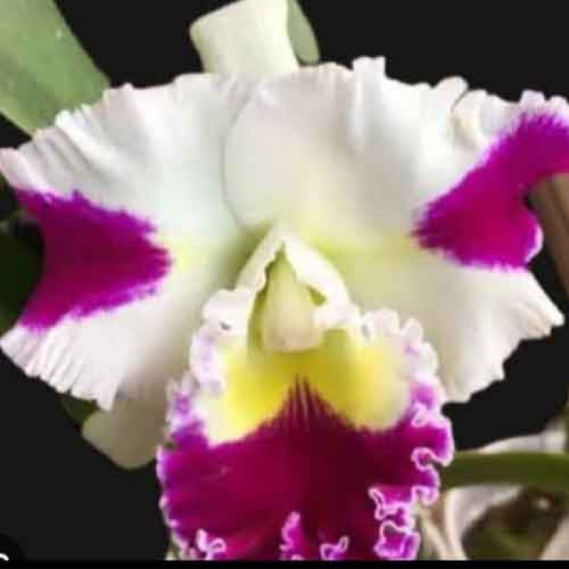 CATTLEYA PACHARA FANCY