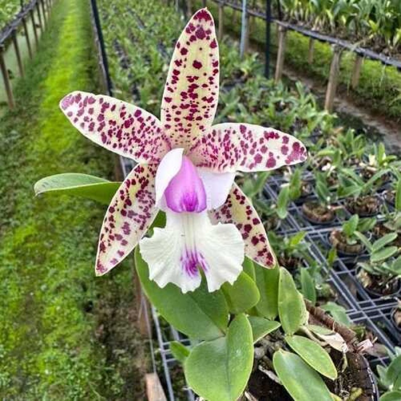 LITTLE QUAIL LIGHT ISLAND(MATURE PLANT)