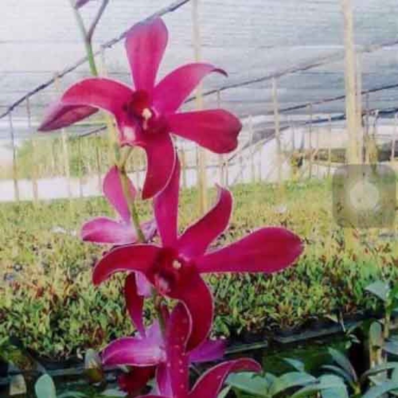 DENDROBIUM CAESAR RED SEEDLING