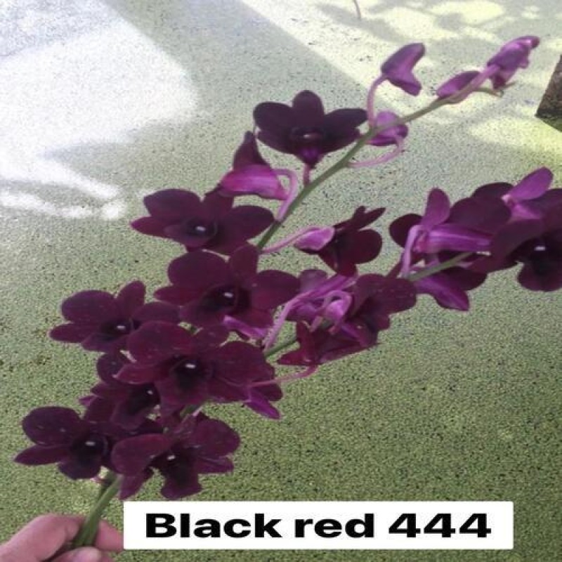 DENDROBIUM SEEDLING - BLACK RED #444