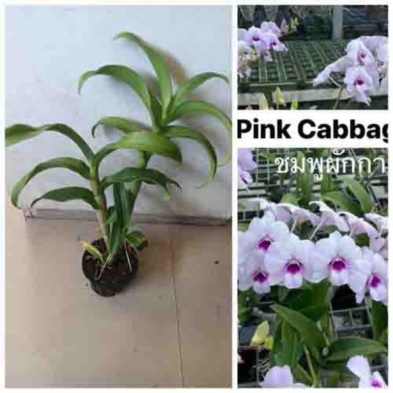 pink cabbege  