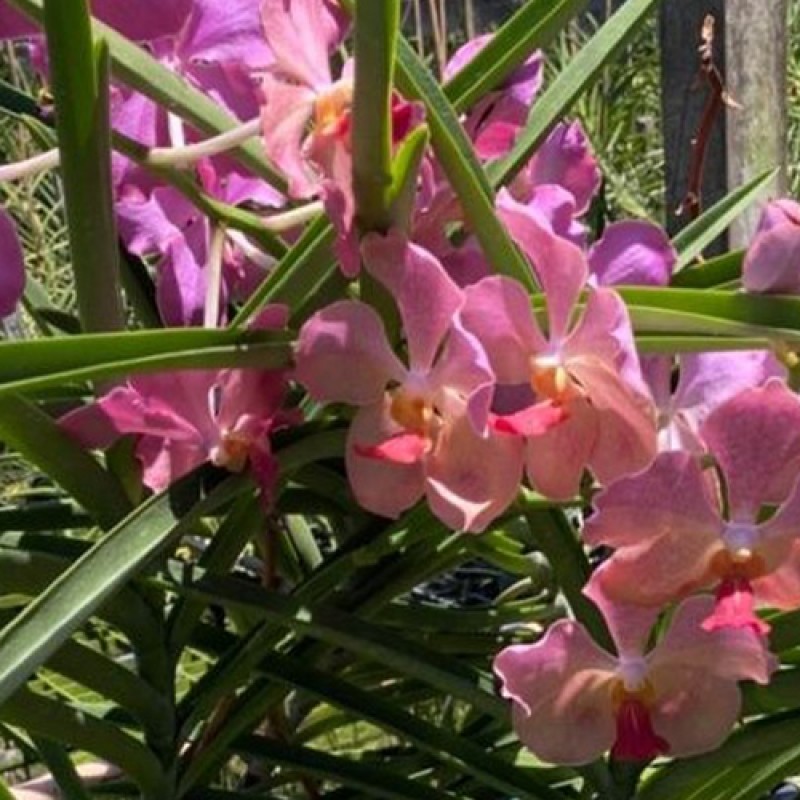 SUN VANDA - PINK ORANGE SPOT