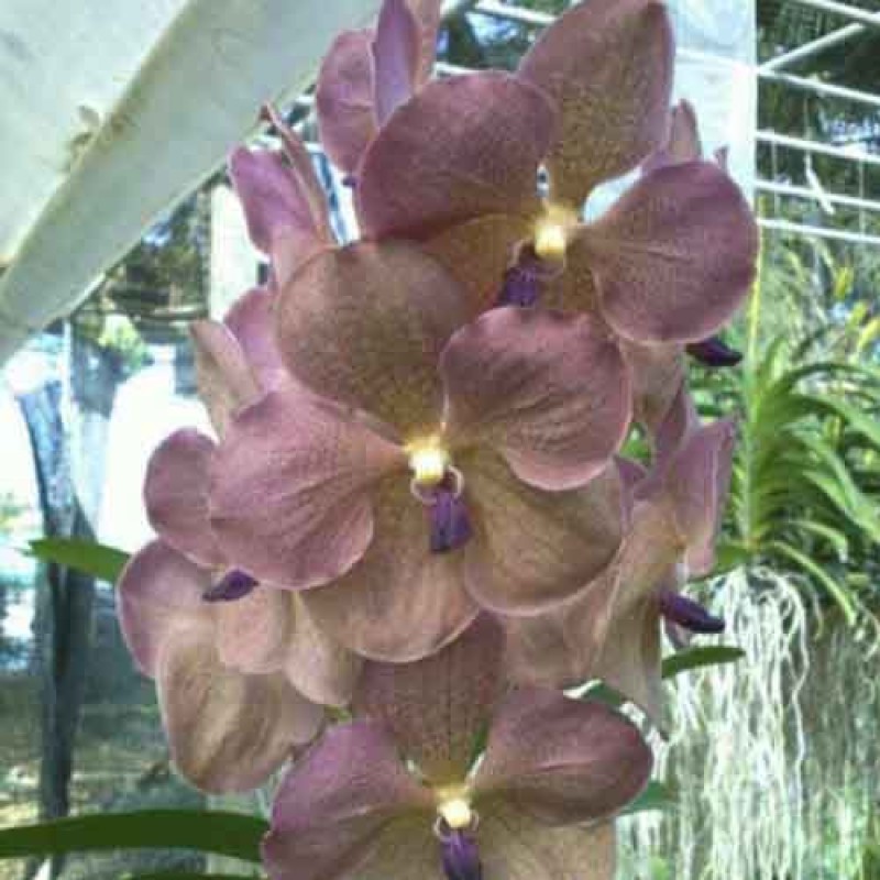 VANDA AMI