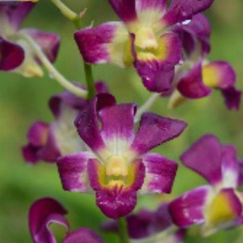 DENDROBIUM - BETTY