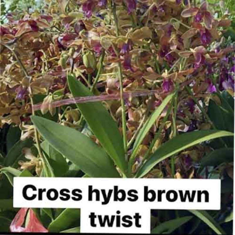 DENDROBIUM CROSS HYBRID BROWN TWIST (MATURE PLANT)