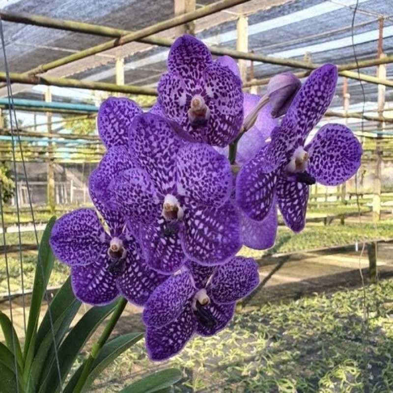 VANDA 091(SOMSRI BLUE CLASSIC)