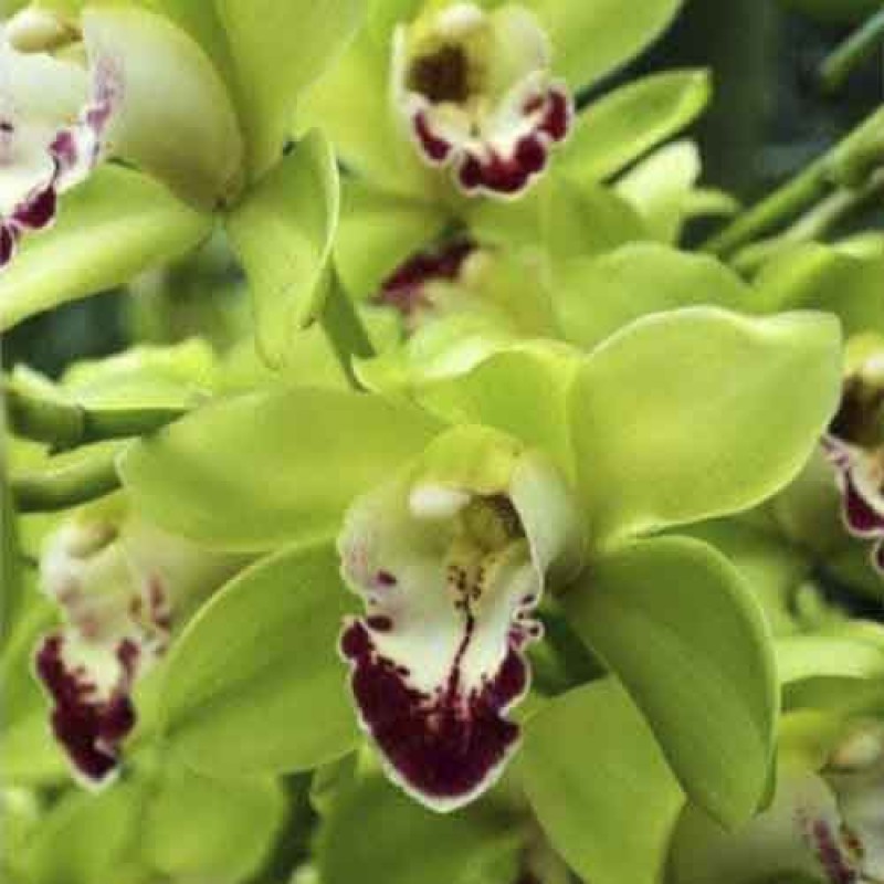 CYMBIDIUM HIGHBRID GREEN RED