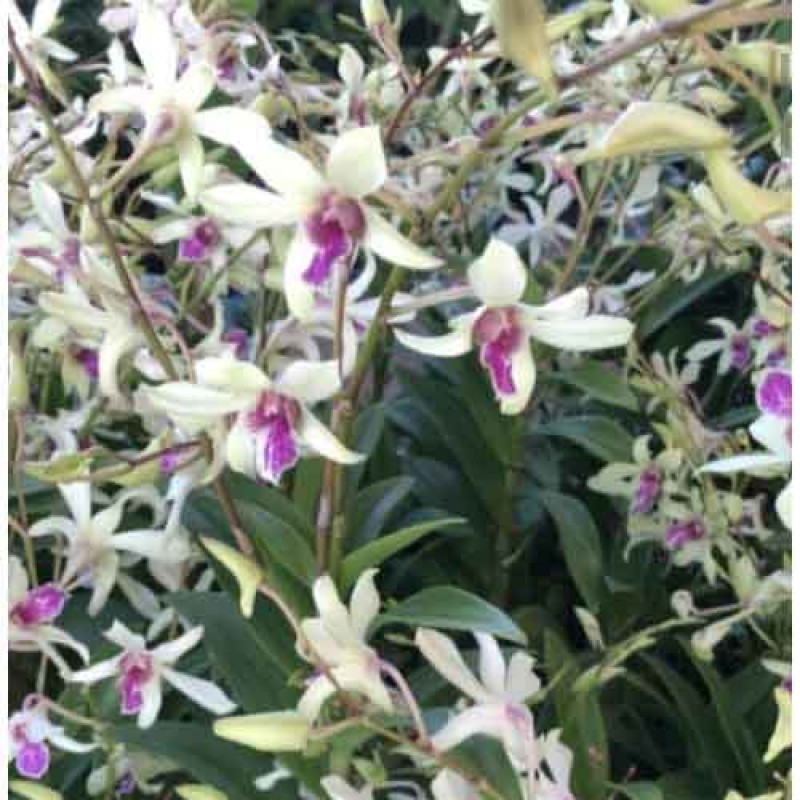 DENDROBIUM CAESAR BANGKOK (MATURE PLANT)