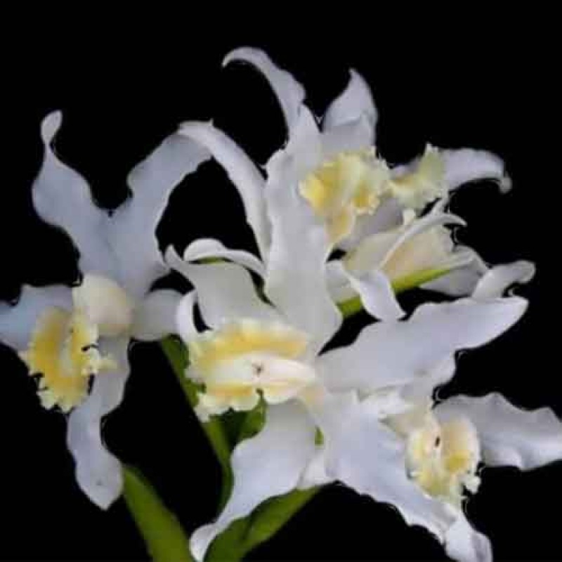 CATTLEYA SNOW FLAKES 