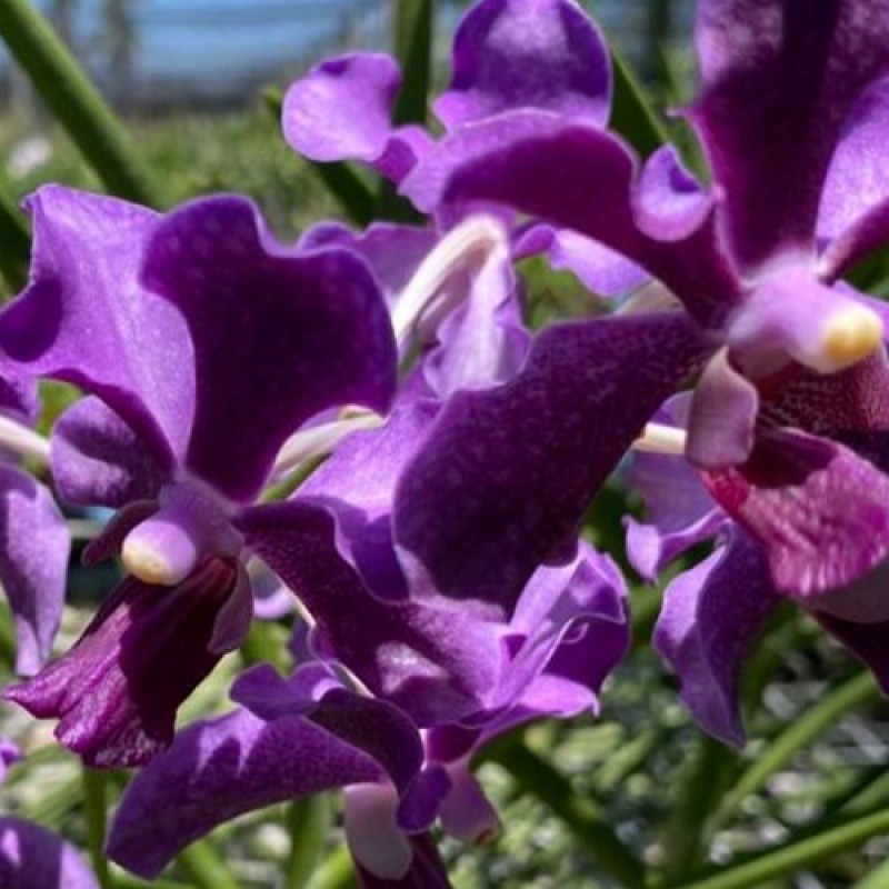 SUN VANDA - BLUE