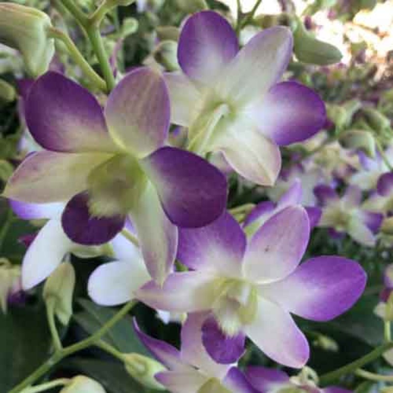 DENDROBIUM ARREDANG BLUE (MATURE PLANT)