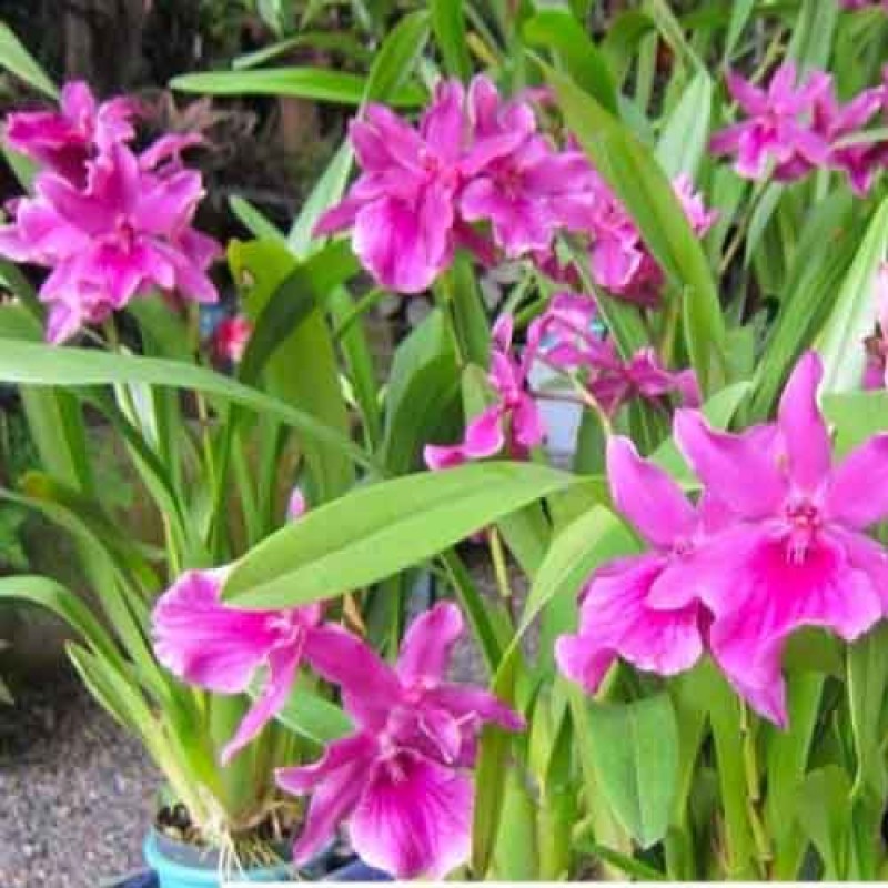 ONCIDIUM MILTONIA PINK