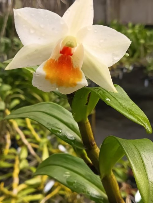 DENDROBIUM ROONGKAMOL