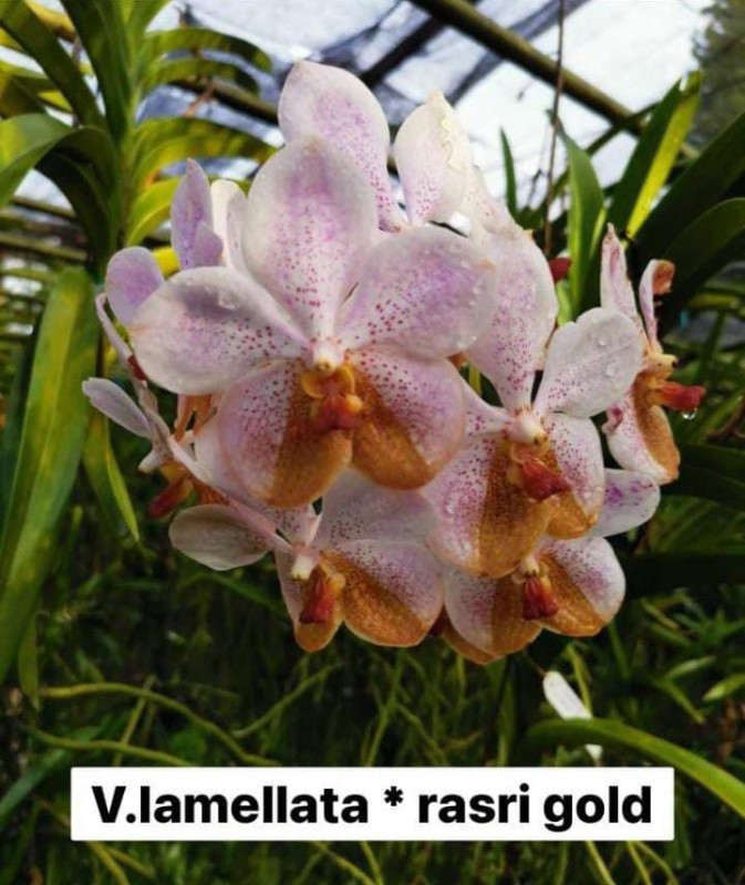 Lamellatta rasri gold