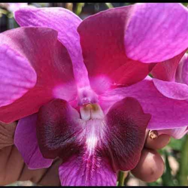 DENDROBIUM RED  SPLASH (MATURE PLANT)