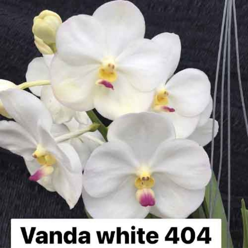 VANDA WHITE DIAMOND