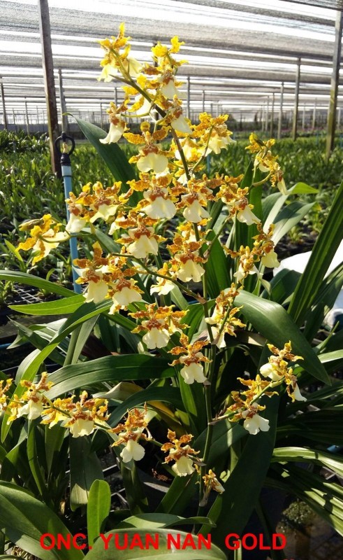 ONCIDIUM YUNAN GOLD (SEEDLING)