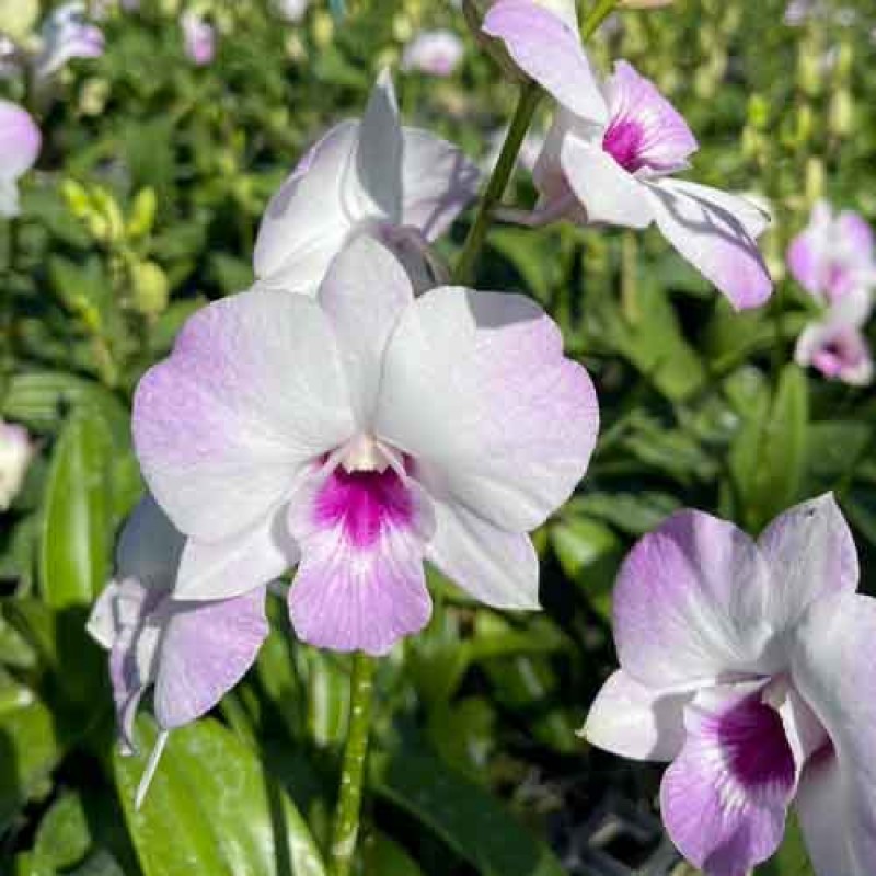 DENDROBIUM BUSABA(MATURE PLANT)