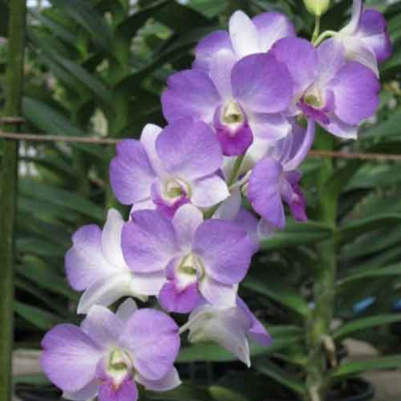 DENDROBIUM BLUE SKY