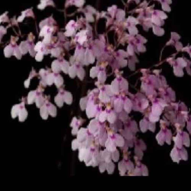 ONCIDIUM IONOPSIS 