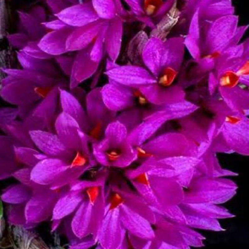 DENDROBIUM - HIBIKI