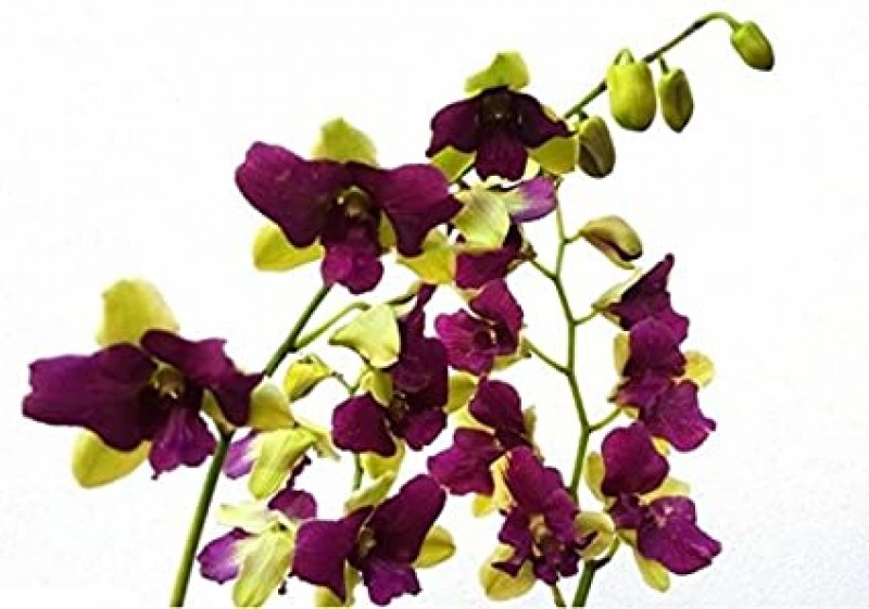 DENDROBIUM - PURPLE GREEN 3 LIPS 