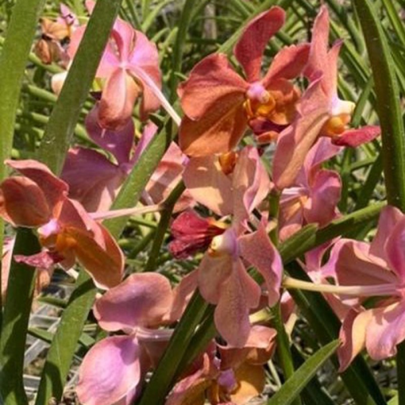 SUN VANDA - PEACH SPOT