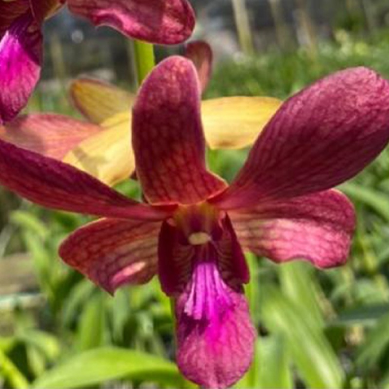 DENDROBIUM - BURANA SUNDEY RED 